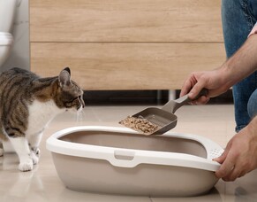 Preventing zoonotic illnesses