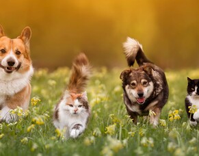 What should I feed my pet?