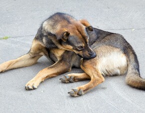 Itchy dogs