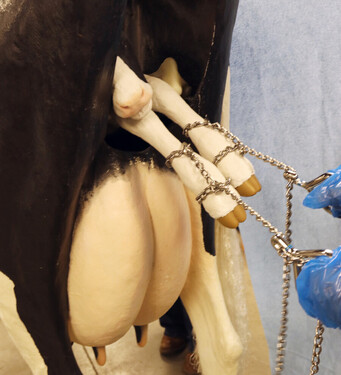 Photo credit: Andrew Kingsbury, Iowa Beef Center, Iowa State University