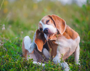 Why is my pet so itchy?