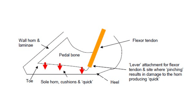 A diagrammatical representation of the cross-section of a claw to illustrate the process of sole ulcer development. Image from Nadis.org.uk