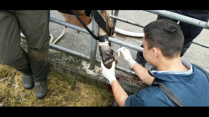 After scrubbing it and preparing the site, we cut in between the toes with a scalpel and around the foot where we intend to take it off.