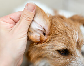 Understanding ear infections in dogs 