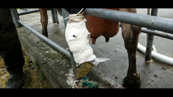 The bandage is kept on for 7-10 days, depending on the conditions, before it needs to be changed.