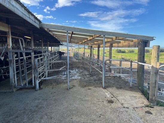 This is an attached double race – the farmer has basically put another herringbone-style facility in his yard. Since there are two races, difficult cows can go up their preferred side and there is room for a larger group of cows to row up at one time.