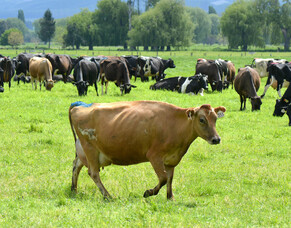 The benefits of heat detecting before mating