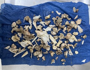 Clinical case: Dogs and bones