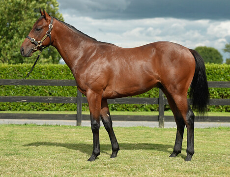 Toretto pictured as a yearling