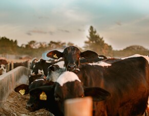 Case study: Seeking early legal advice pays off for sharemilker in NAIT prosecution