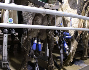 CIDR programme timing and return on investment