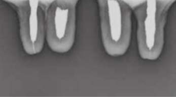 Image credit: Zoetis NZ