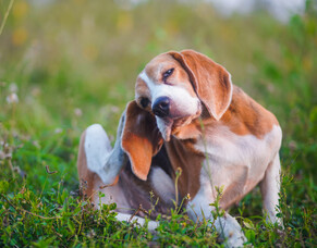 Why is my pet so itchy?