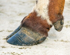 Lameness: Trimming during the risk period