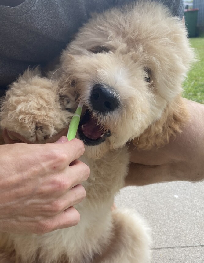 Scout enjoys getting his teeth brushed