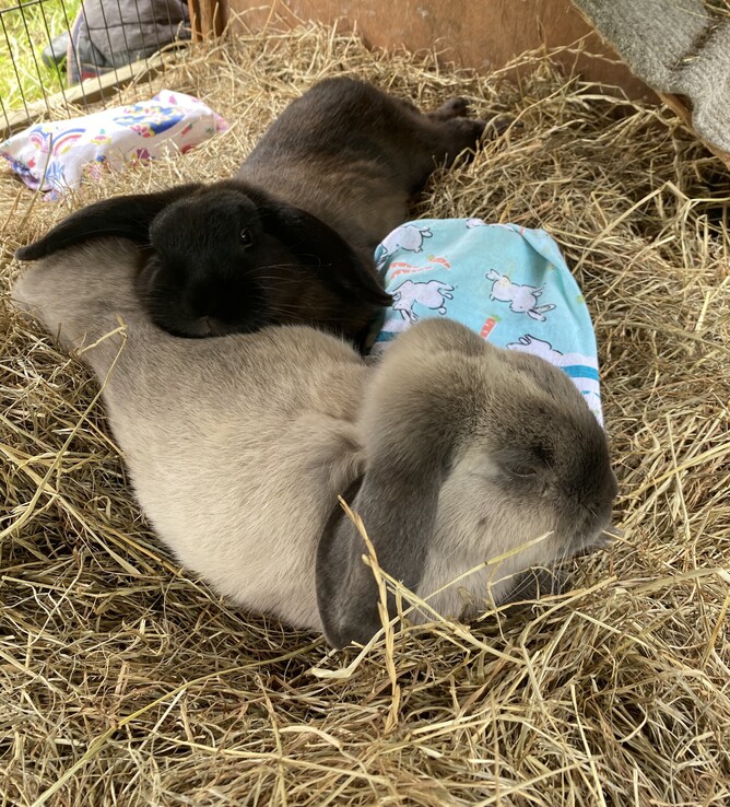 Annelise's bunnies Ash and Theo enjoying their ice packs. Image by: Annelise Brebner.