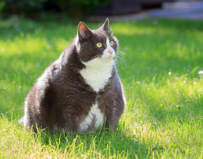 The big deal with pet obesity