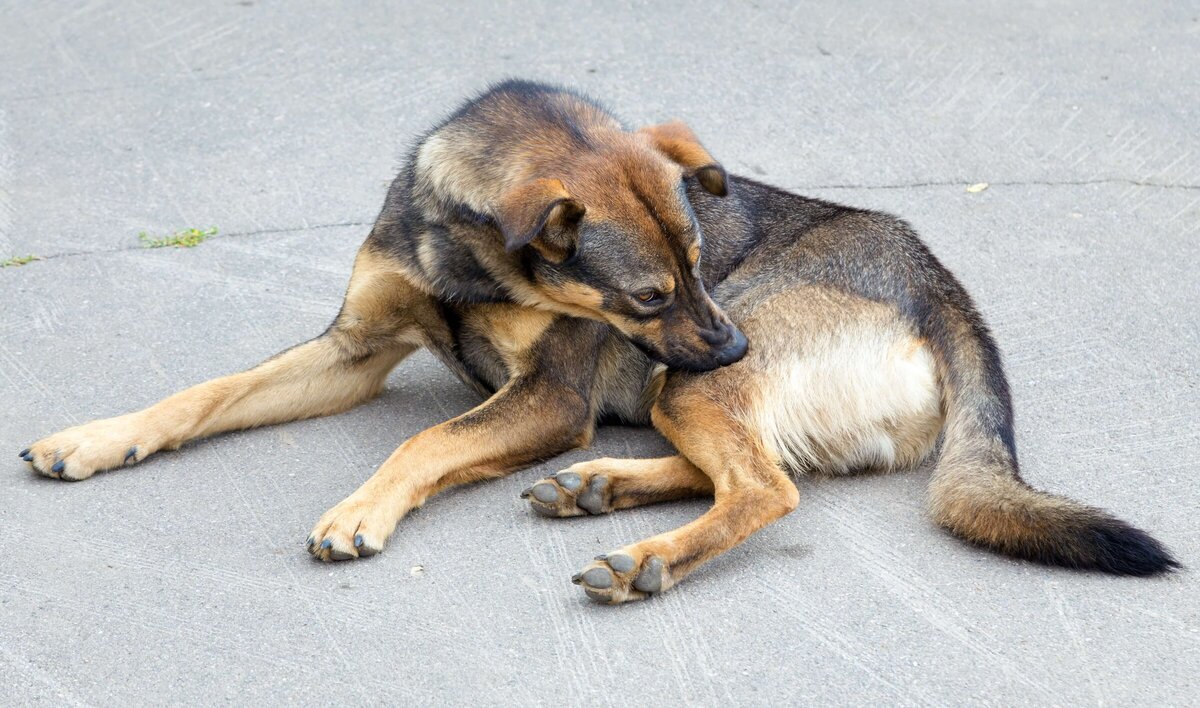 Itchy dogs Vet Clinic Morrinsville