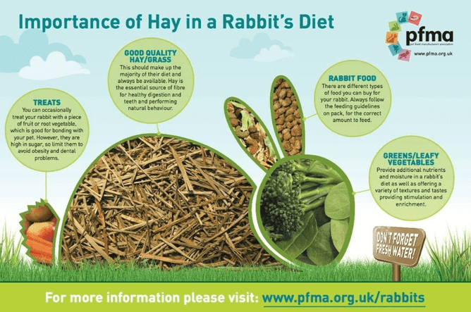 Fresh food for rabbits best sale