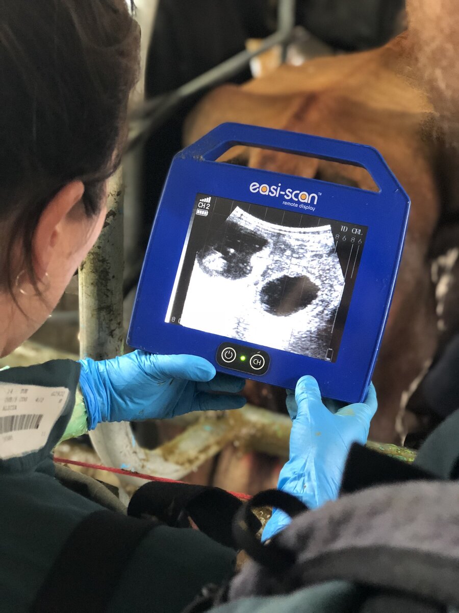 2021 scanning results | Vet Clinic Morrinsville