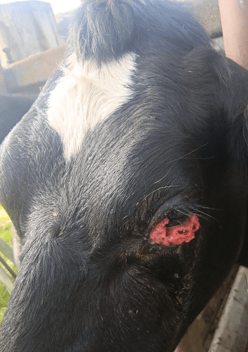 This (above) can be removed, however, thechance of recurrence is high.