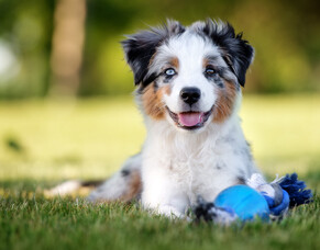 Protect your puppy from Parvo