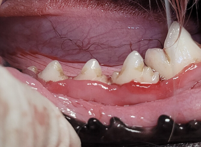 At first glance, this dog's teeth look fine, with little inflammation.