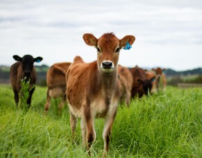 Monitoring parasite burden