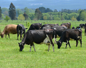 Body condition: Calving changes and mating impact