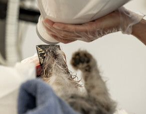 Why pet dental x-rays matter