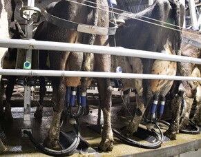 Bovine Viral Diarrhoea (BVD) update