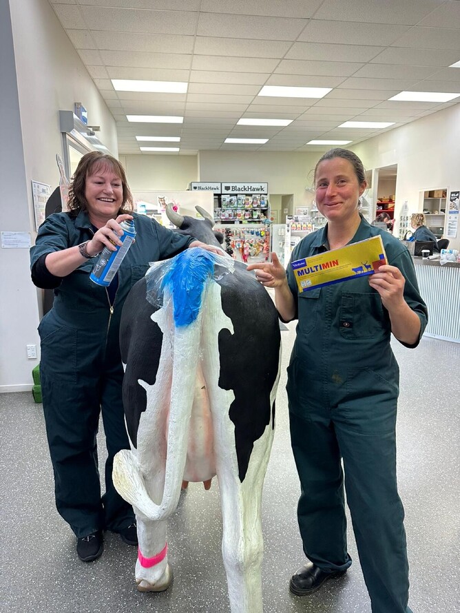 Receptionist Lesley and vet Jackie are getting the clinic cow ready for mating!