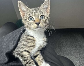 Did you know we rehome kittens?