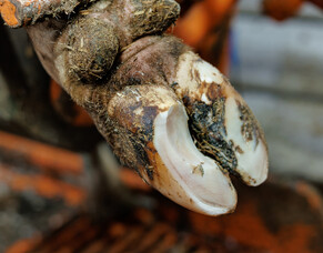 Lameness: Trimming during the risk period - Part 2