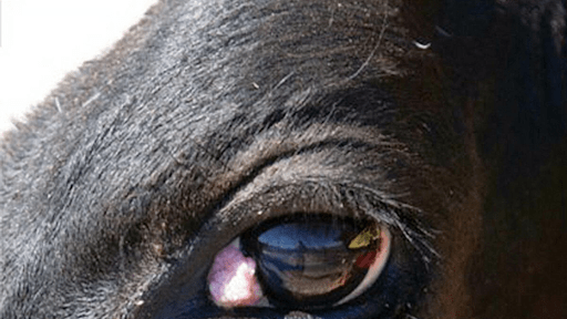 Early stages of cancer eye, as above,can easily be removed and are lesslikely to recur.