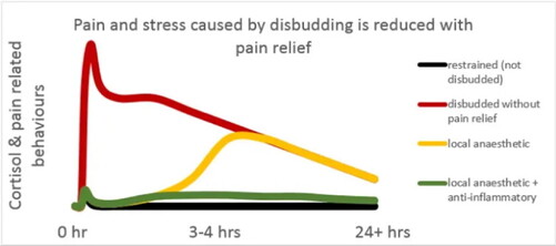 Figure 1. Cortisol levels in the blood and the extent of visible pain/stress-related behaviours of calves, after being disbudded with varying levels of pain relief.Source: DairyNZ.