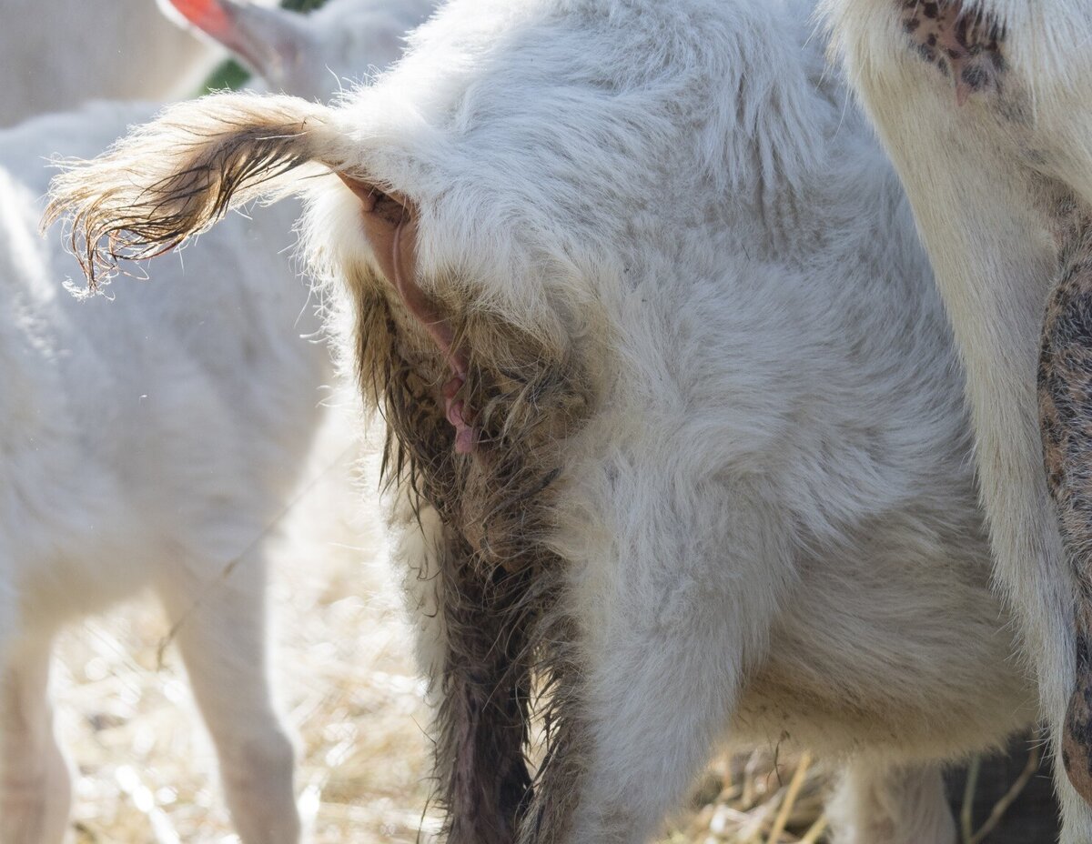 diarrhoea-in-kids-vet-clinic-morrinsville