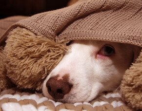 Keeping your pets safe and calm during fireworks