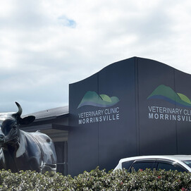 vet clinic morrinsville