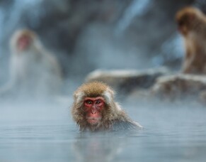 The 3 R&#039;s principles - Animal Testing