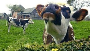 Top 10 Bizarre Insurance Claims (with thanks to Listverse.com)