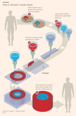 Human Skin - created as an alternative to Animal Testing