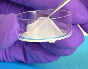 Replacing Animal Testing with Cell Cultures and Organs on a Chip