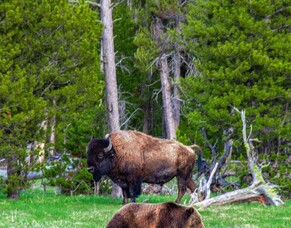 So - what is this Bear Market Thing?