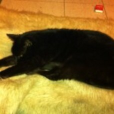 Can you afford it if your beloved pet suddenly gets sick?