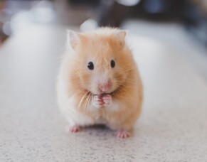 Animal Cruelty ‘Nasties’ – how do we identify the companies?