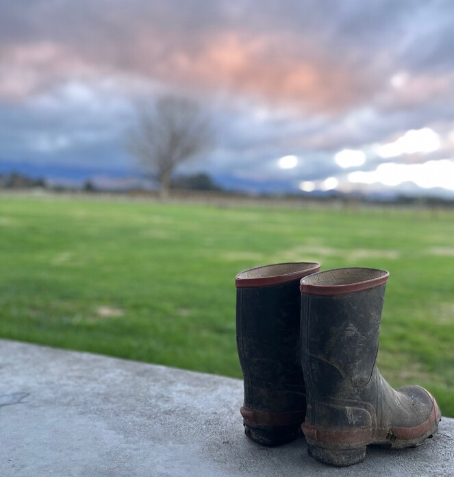 Gumboots and Izzy contemplating administrative tasks
