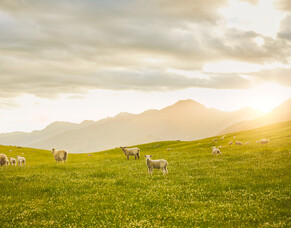 Damien O&#039;Connor urges farmers to &#039;tell our good farming story&#039;