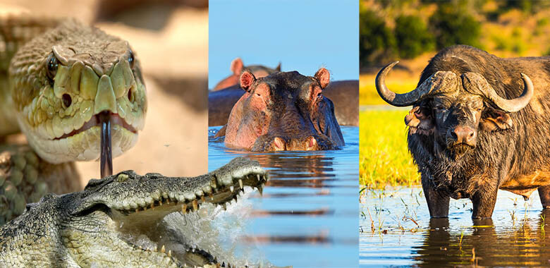 GC3 | A Hippo, a crocodile, a buffalo and some snakes...