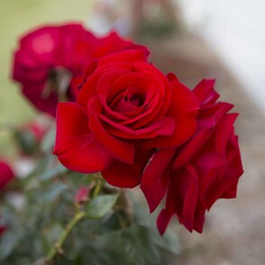 A close-up picture of the red Dublin Bay roses that grow outside the Kūaotunu Hall